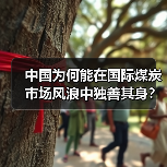 中国为何能在国际煤炭市场风浪中独善其身?(图2) 中国为何能在国际煤炭市场风浪中独善其身?(图2)